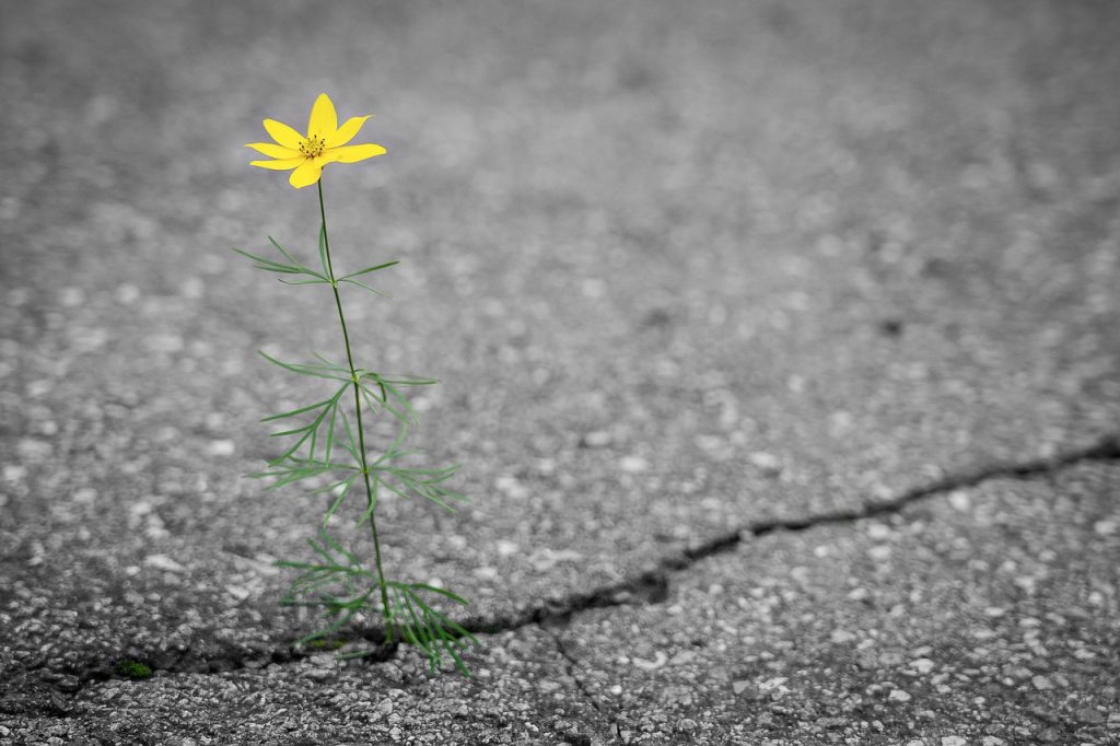 flower, road, crack